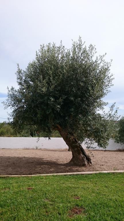 Casa Das Oliveiras ألفادوس الغرفة الصورة